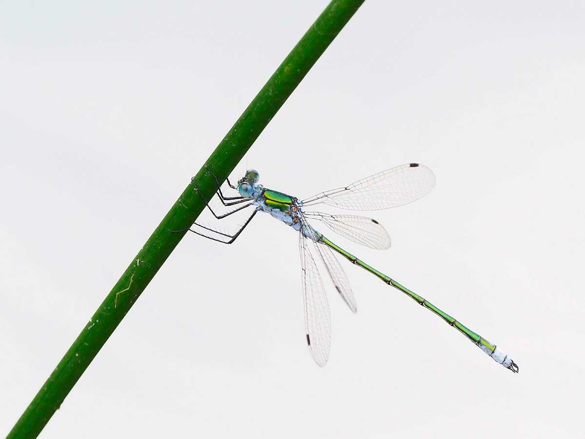 Lestes_sponsa